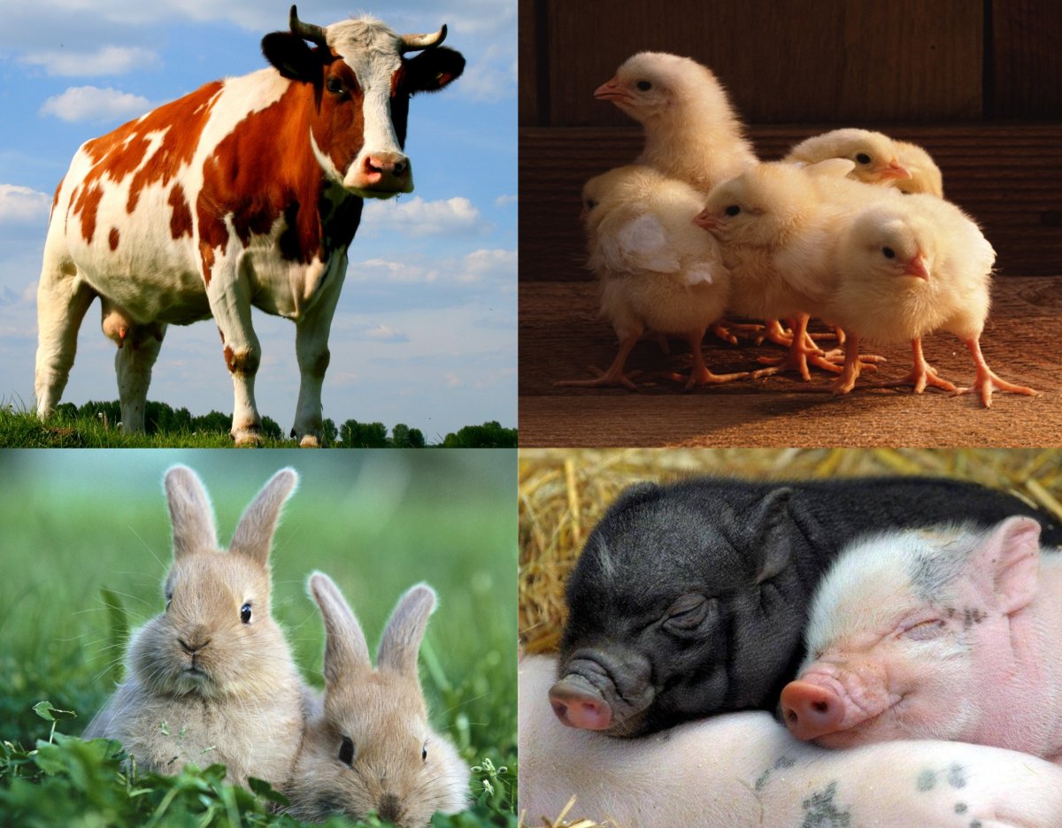 Какие животные относятся к сельскохозяйственным